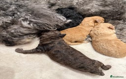 Toy Poodle dogs for sale: Adorable Toy Poodle Puppies  - Image 14