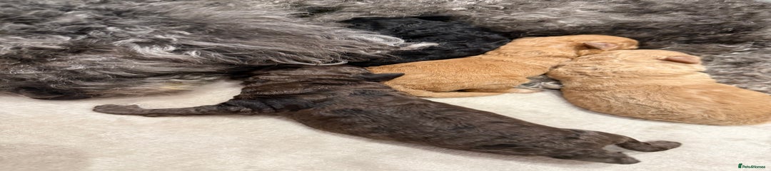 Chocolate merle female