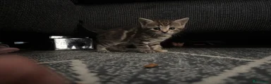 Kitten 5