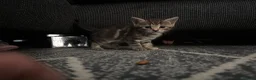 Mixed Breed cats for sale: 6 mixed kittens  - Advert 3