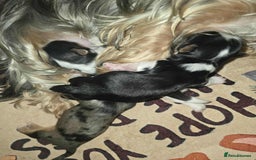 Yorkshire Terrier dogs for sale: Boy brewier yorkshire terrier - Image 1