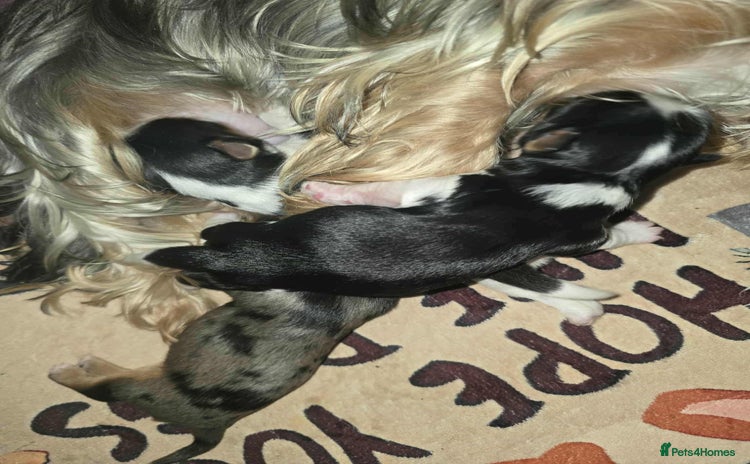 Yorkshire Terrier dogs - Advert 1