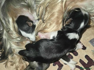 Yorkshire Terrier dogs - Advert 3