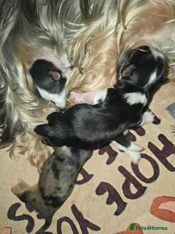 Yorkshire Terrier dogs - Advert 1