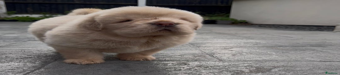 Tibetan Mastiff Puppy 4, Sikara 