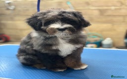 Bernedoodle dogs for sale: Curtabemdoodles Bernedoodles  - Image 3