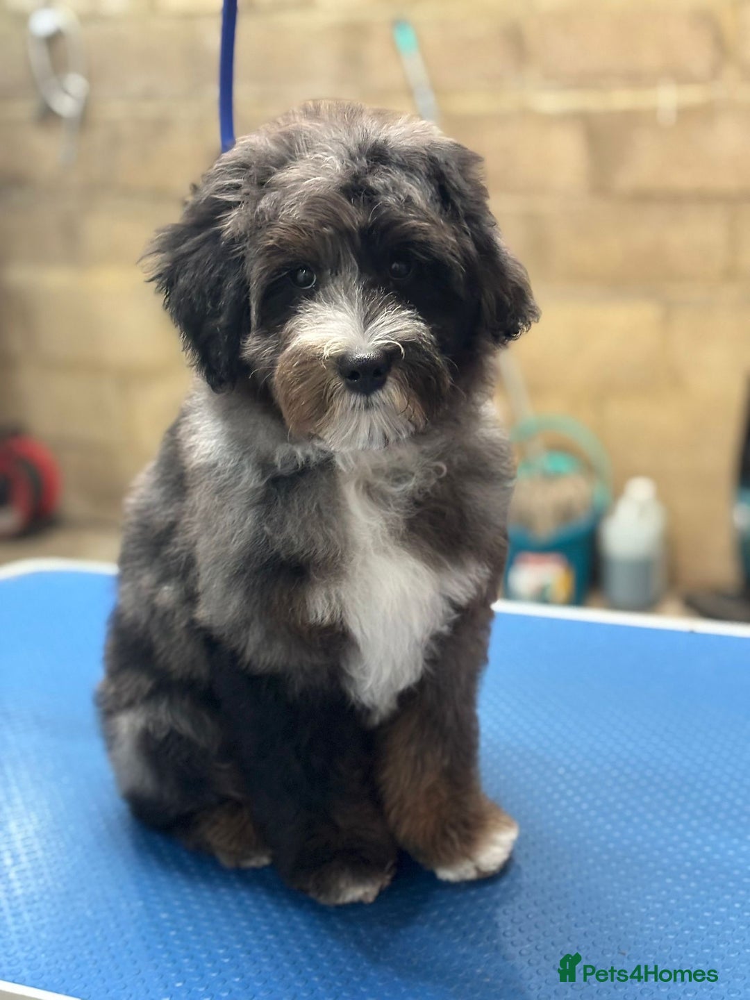 Bernedoodle dogs for sale: Curtabemdoodles Bernedoodles  - Image 3