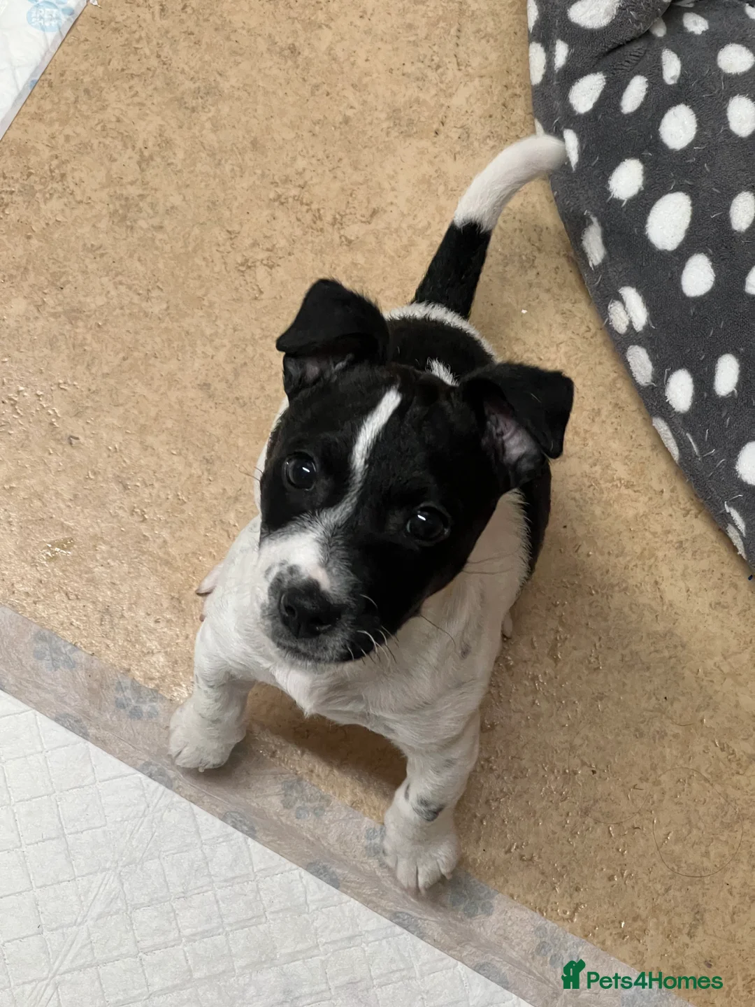 Jack Russell dogs for sale: Female Jack Russel  - Advert 8