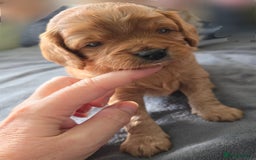 Cavapoo dogs for sale: Gorgeous Cavapoo puppies looking for forever home - Image 15
