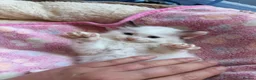 Ragdoll cats for sale: Blue Linx bi colour Ragdoll boy  - Advert 24