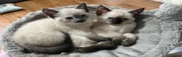 Domestic Shorthair cats for sale: Beautiful domestic shorthair kittens  - Advert 4