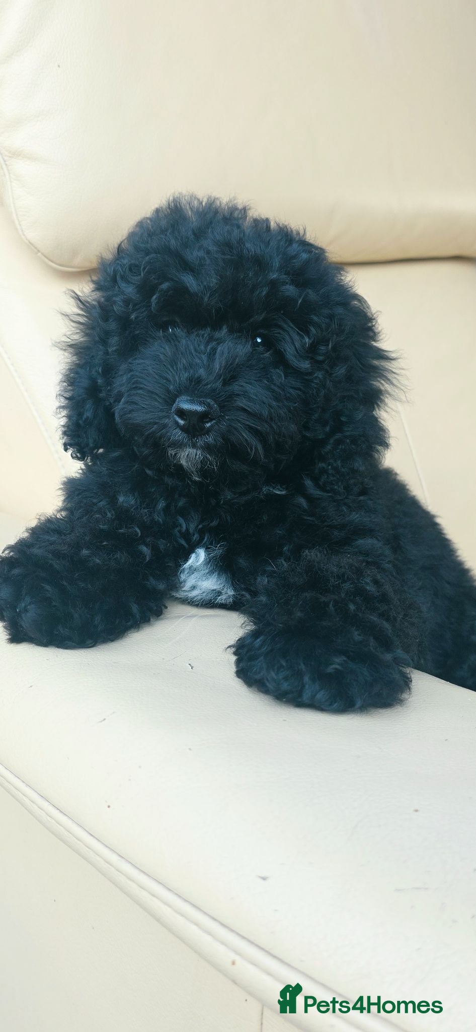 Cockapoo dogs  Meet Our stunning  F1B Cockapoo Puppies. - Advert 2
