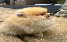 Pomeranian dogs for sale: 2 male Pomeranian puppies. 1 orange sable, 1 cream - Image 2