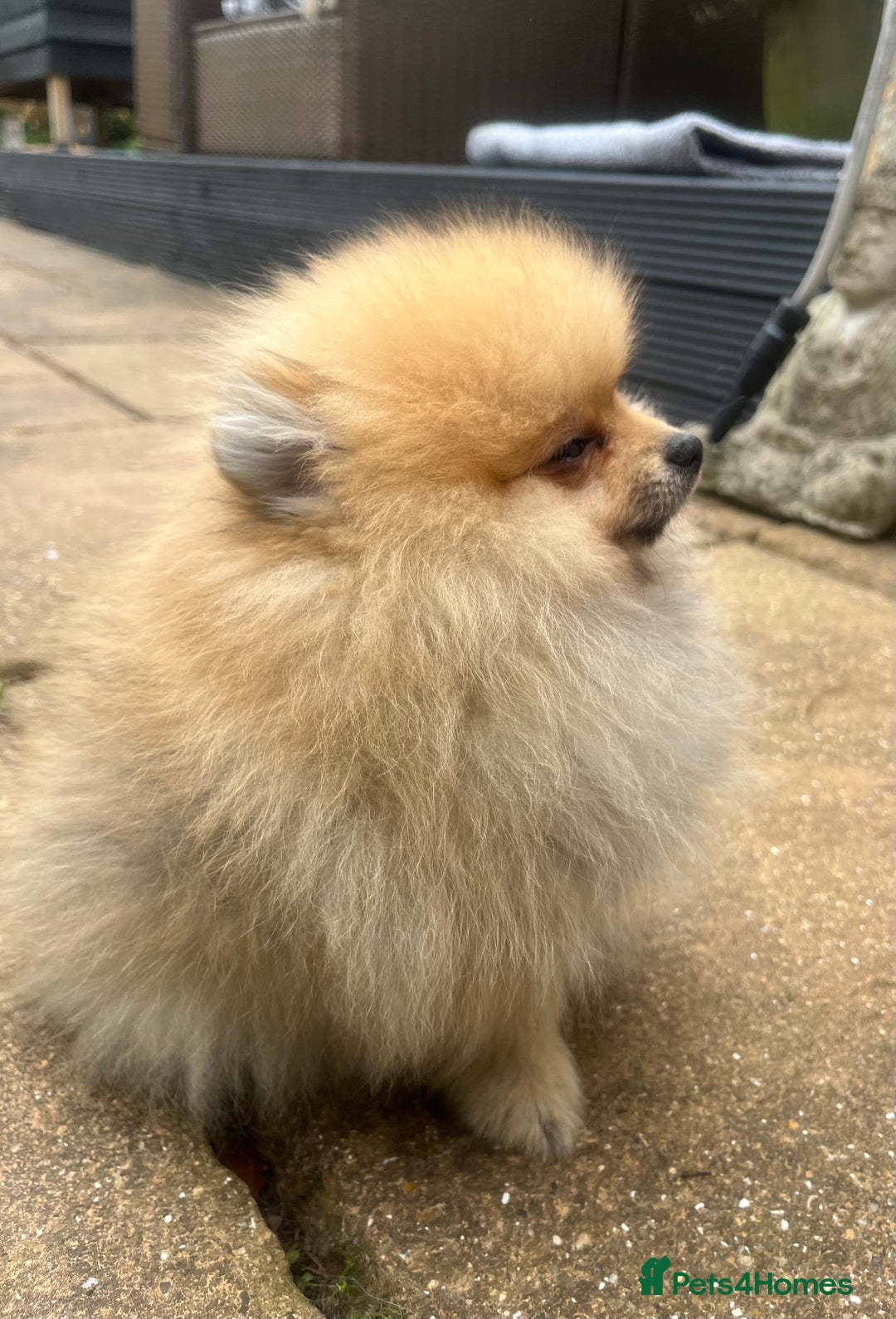 Pomeranian dogs for sale: 2 male Pomeranian puppies. 1 orange sable, 1 cream - Image 2