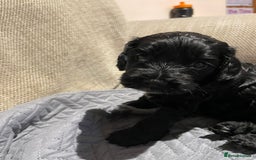 Cockapoo dogs for sale: F1 Cockerpoo pups. KC parents & health tests - Image 2