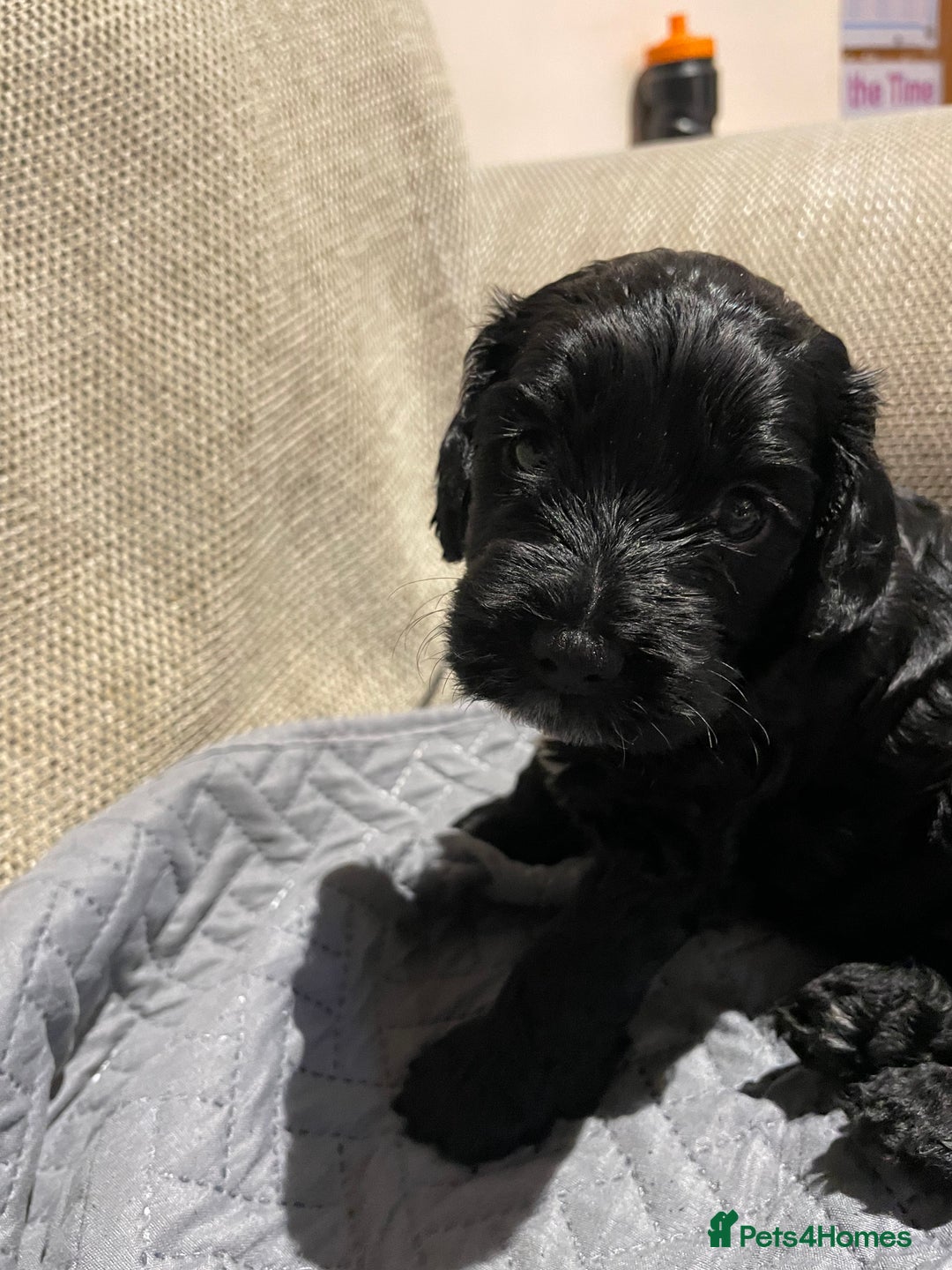 Cockapoo dogs for sale: F1 Cockerpoo pups. KC parents & health tests - Image 2