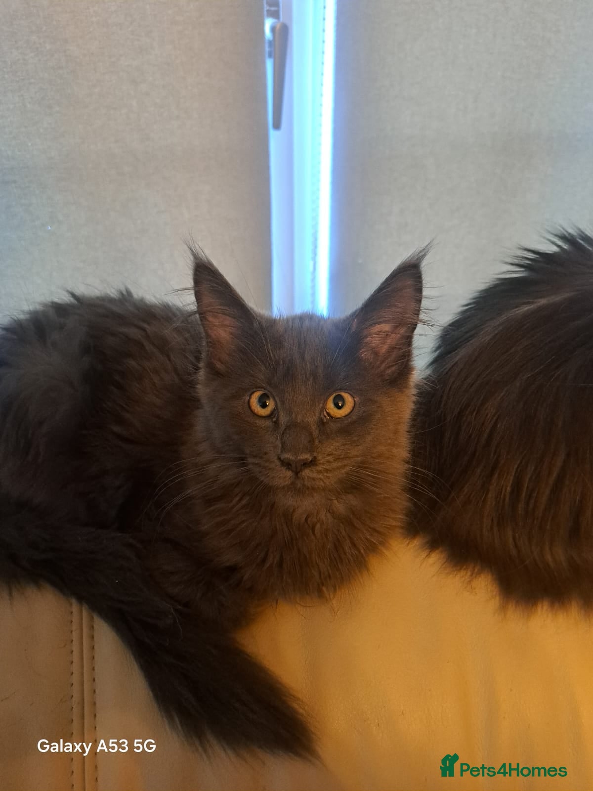 Maine Coon cats *NEW PRICE* Blue Pedigree Maine coon GCCF Kitten  - Advert 1