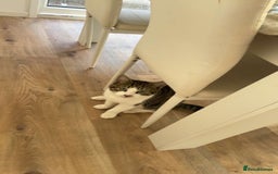 Mixed Breed cats for sale: Kittens for sale  - Image 3