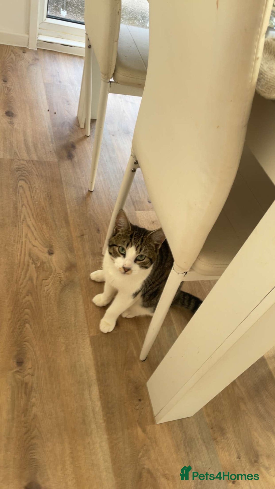 Mixed Breed cats for sale: Kittens for sale  - Image 3