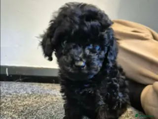 Toy Poodle dogs Black male toy poodle - Advert 8