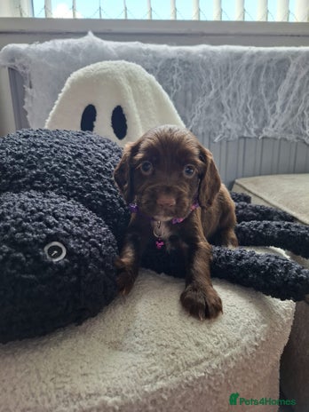 Cocker Spaniel dogs - Advert 11
