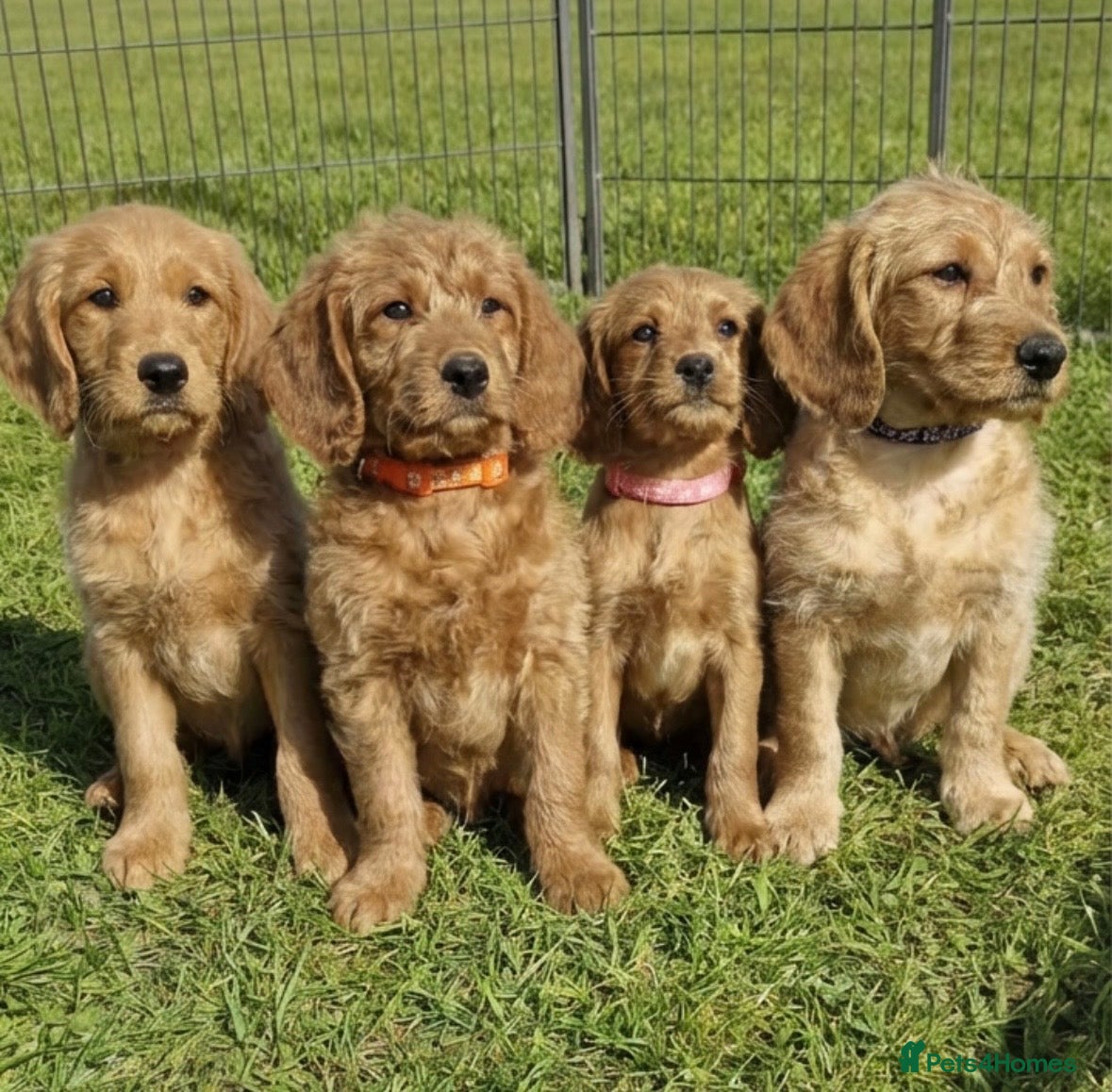 Labradoodle dogs ⭐️Fully Health Tested F1 Miniature Labradoodles⭐️  - Advert 1