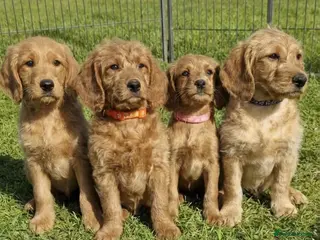 Labradoodle dogs ⭐️Fully Health Tested F1 Miniature Labradoodles⭐️ - Advert 1