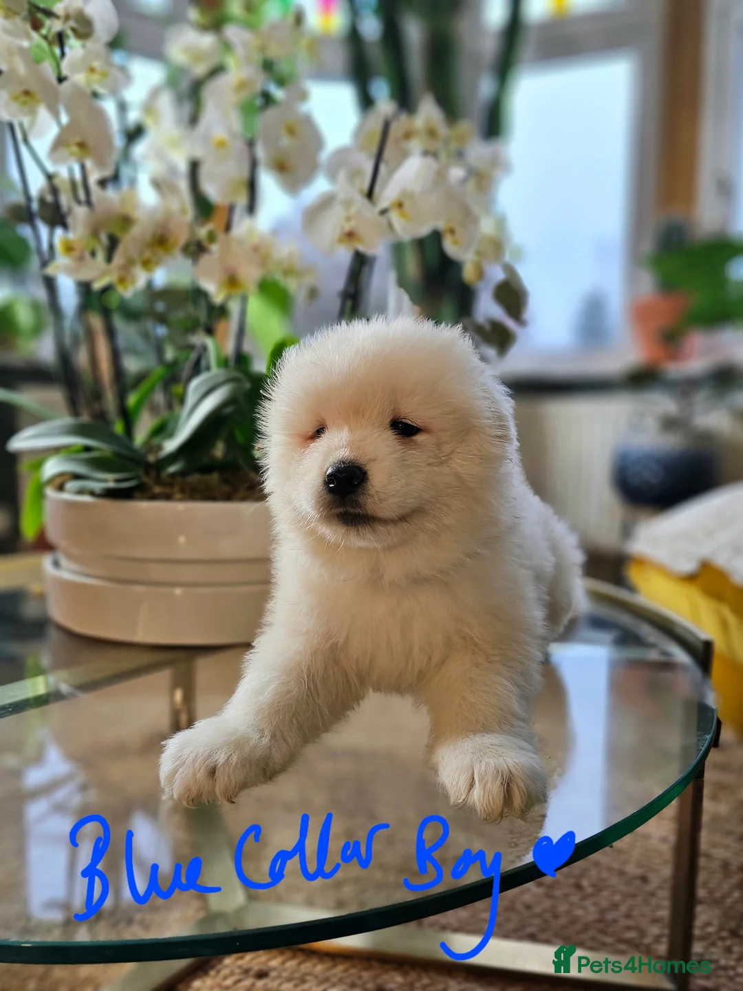 Samoyed dogs for sale: ⭐ EXCEPTIONAL BEAR-HEAD PUPPIES ⭐Champion Heritage - Advert 14