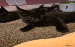 Maine Coon cats for sale: Tica Reg Mainecoon kittens READY NOW in Deal - Image 24