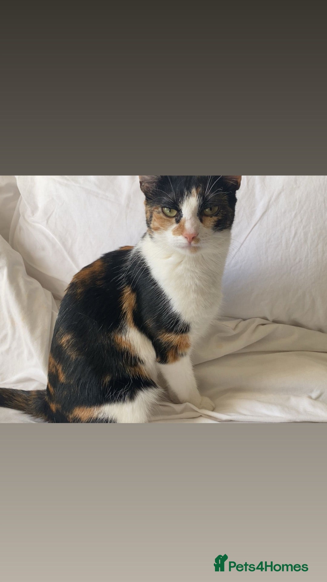 Domestic Shorthair cats Rehoming - Advert 15