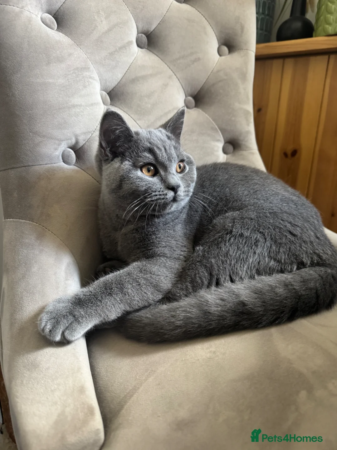 British Shorthair cats for sale: British Shorthair Male Kitten 🐈‍⬛🐾 - Advert 1