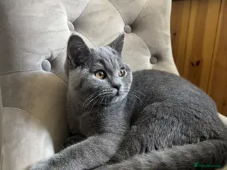 British Shorthair cats British Shorthair Male Kitten 🐈⬛🐾 - Advert 1