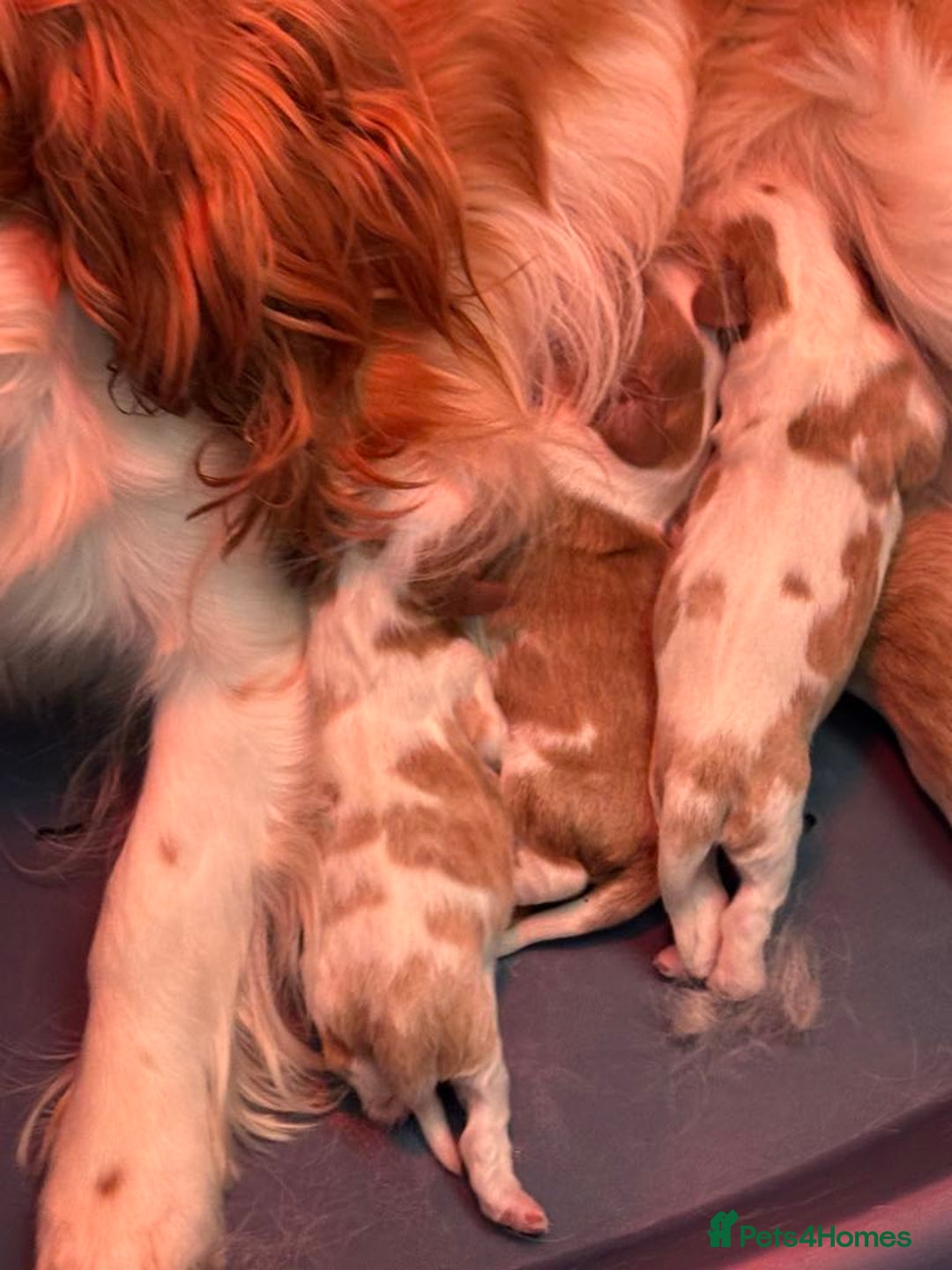 Cavalier King Charles Spaniel dogs for sale: Beautiful Blenheim Cavalier King Charles puppies - Image 3