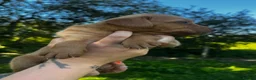 Labrador Retriever dogs for sale: Fox Red Labrador Puppies  - Advert 18