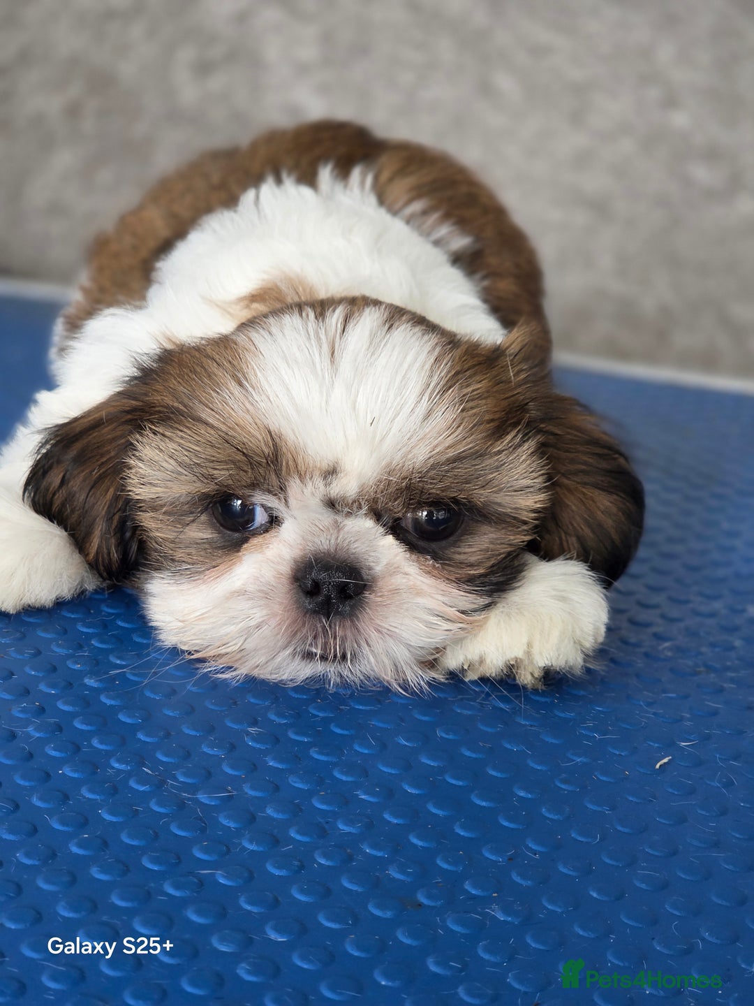 Shih Tzu dogs for sale: Lovely litter of shihtzu  - Image 2