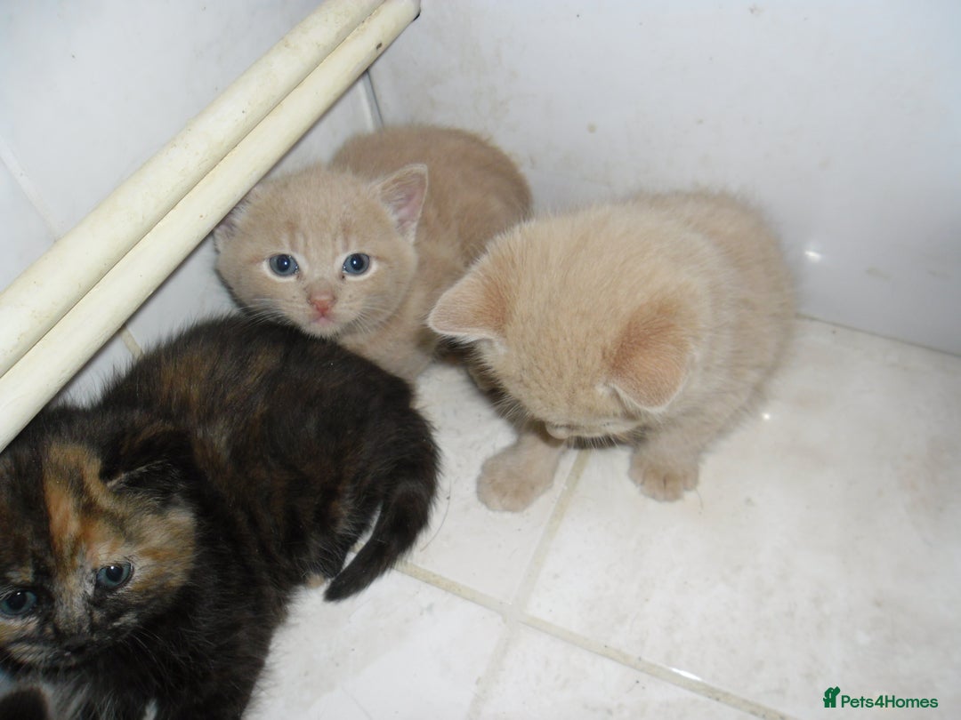 Mixed Breed cats for sale: 8 BEUTIFUL KITTENS FOR SALE - Image 7