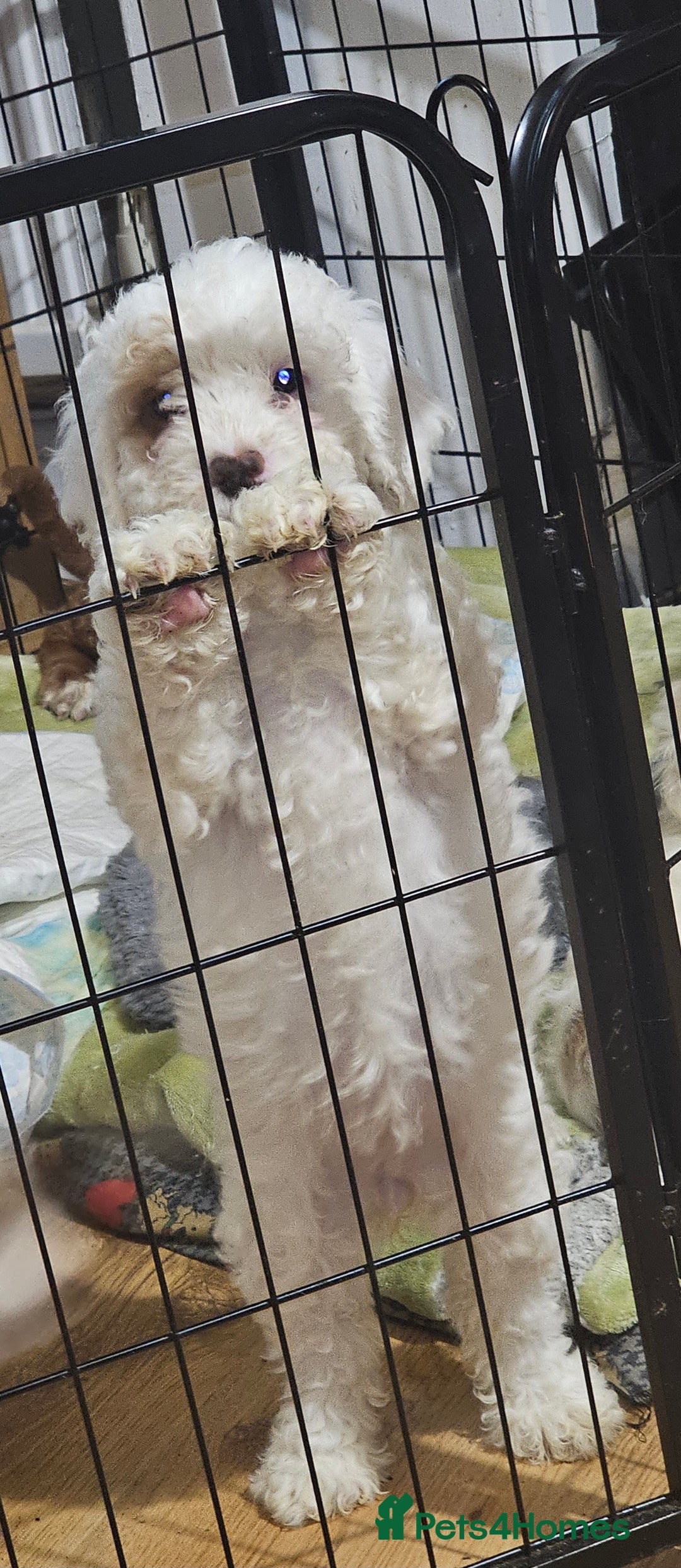 Cockapoo dogs for sale: Ready now! White female cockapoo puppy! - Advert 5