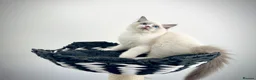 Ragdoll cats for sale: Only one kitten left! Don’t miss out! - Advert 9