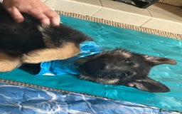 German Shepherd dogs for sale: Kenobi - 6 month old Male German Shepherd - Image 21