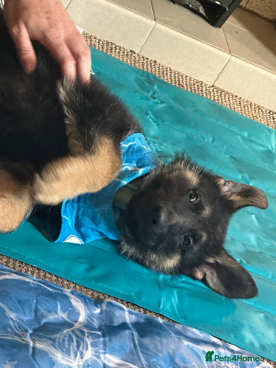 German Shepherd dogs for sale: Kenobi - 6 month old Male German Shepherd - Image 21