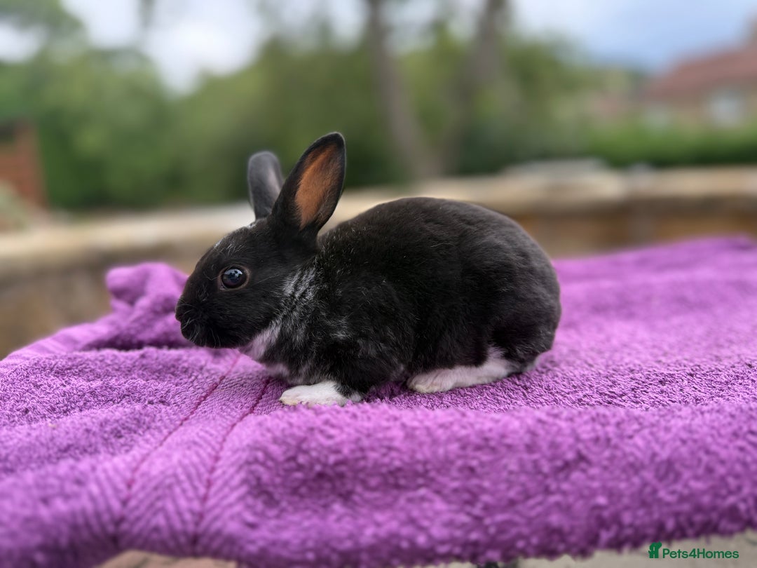 Rex rabbits for sale: Purebred Mini Rex - Image 8