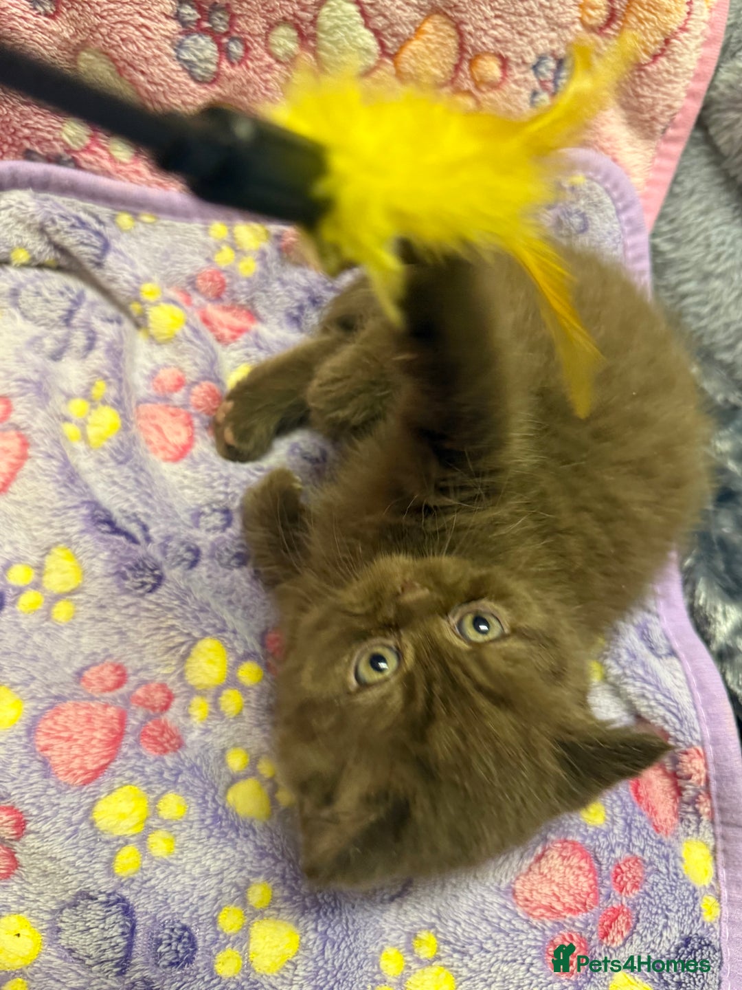 British Shorthair cats for sale: Champion Line British Shorthair Kittens - Advert 20