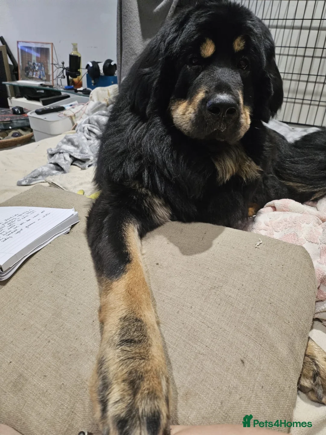 Tibetan Mastiff dogs for sale: Tibetan mastiff pupps - Advert 1