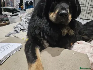 Tibetan Mastiff dogs Tibetan mastiff pupps - Advert 1
