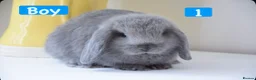 Mini Lop rabbits for sale: Beautiful pure mini lop bunnies   - Advert 5