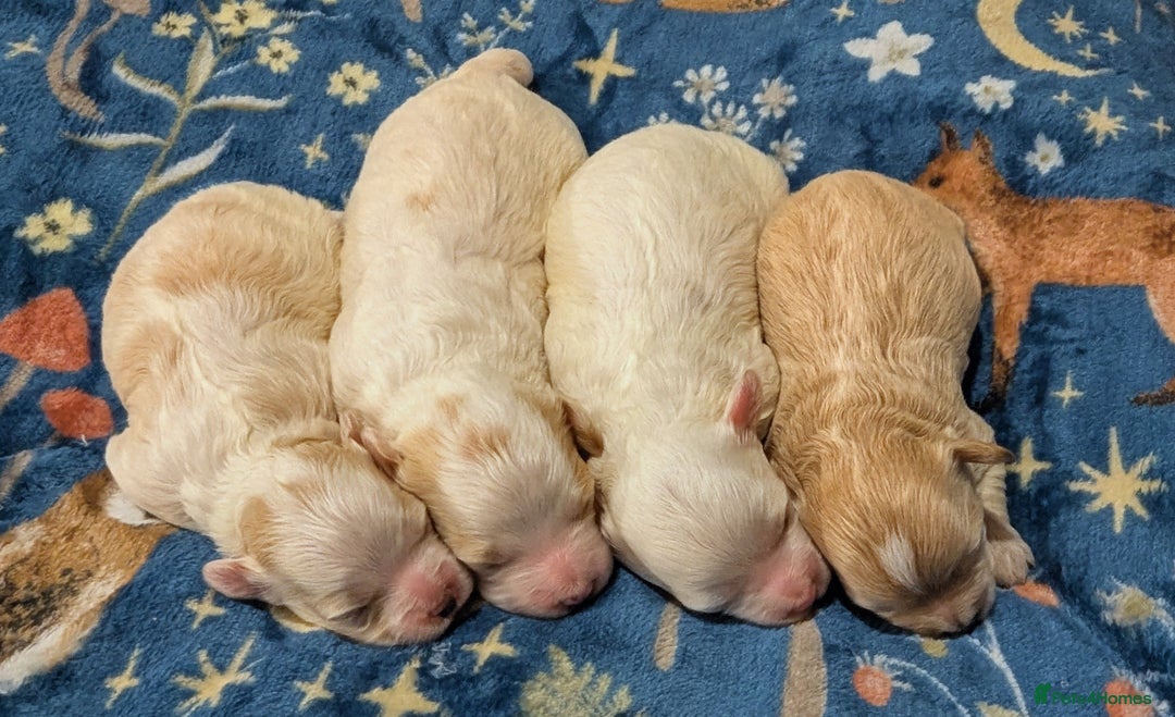 Maltipoo dogs for sale: Stunning Toy Maltipoo Puppies - Image 2