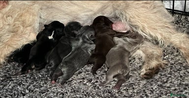 French Bulldog dogs - Advert 4