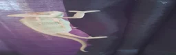 Chameleon reptiles for sale: Veiled chameleons  - Advert 19