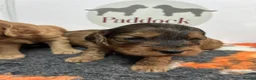 Cockapoo dogs for sale: 🌟 Stunning F1 cockapoo puppies 🌟 - Advert 11