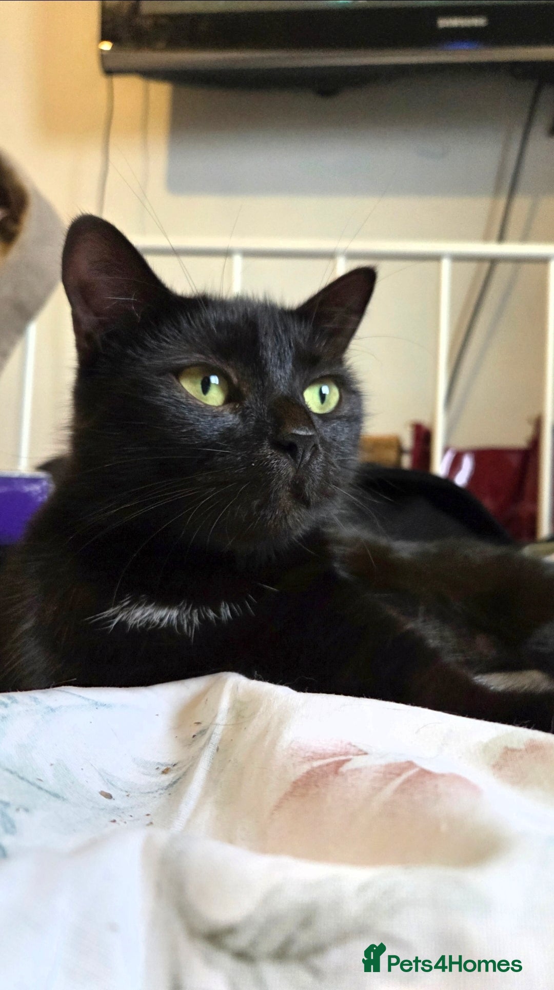 Mixed Breed cats for sale: Two beautiful boys wanting a loving home  - Advert 4